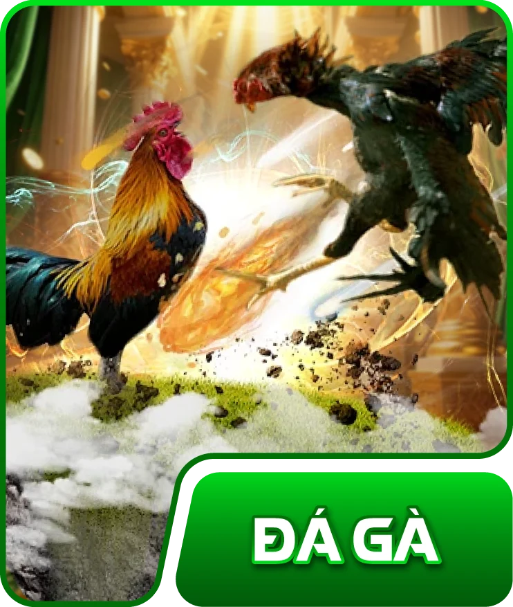 đá gà qq88