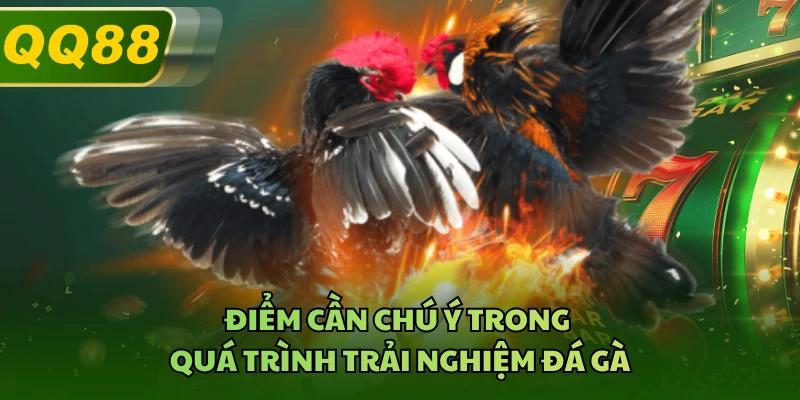 Điểm cần chú ý trong quá trình trải nghiệm đá gà