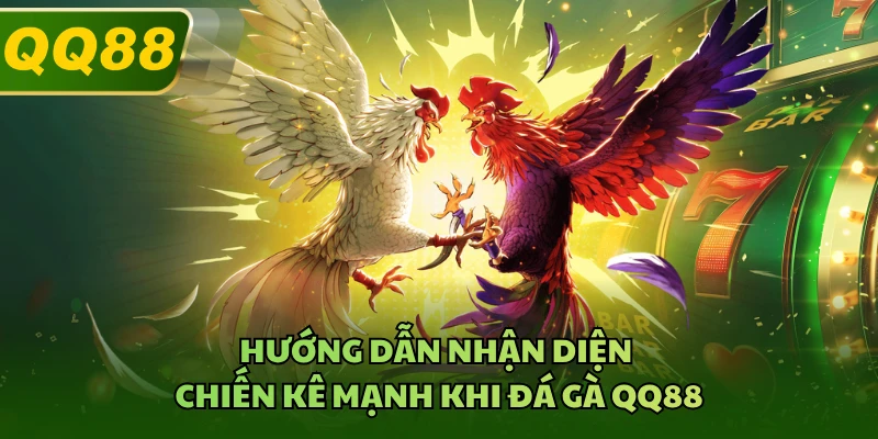 Hướng dẫn nhận diện chiến kê mạnh khi đá gà QQ88