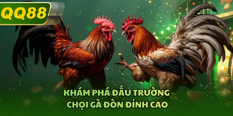 Khám phá đấu trường chọi gà đòn đỉnh cao