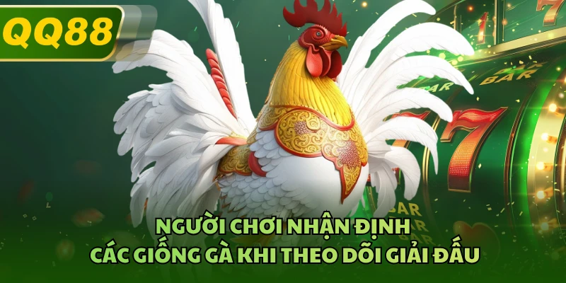 Người chơi nhận định các giống gà khi theo dõi giải đấu 